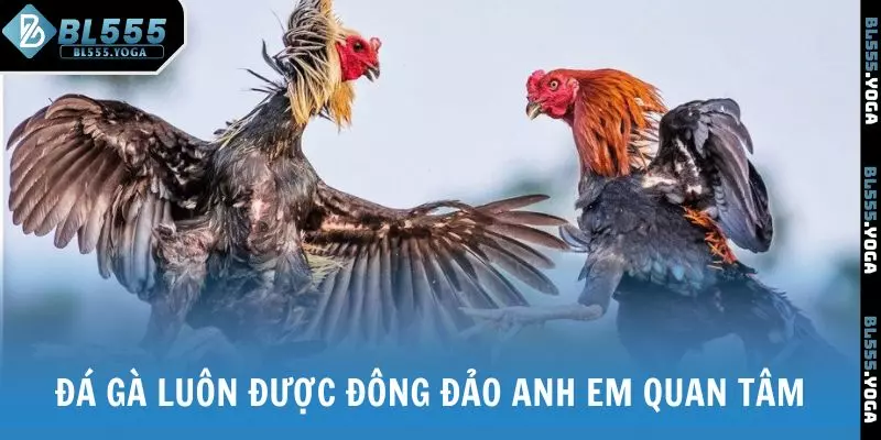 Đá gà luôn được đông đảo anh em quan tâm